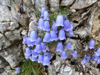 Schleuchzers Glockenblume &ndash; &copy; Betina Marinow (Eberhardt TRAVEL)