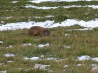 Murmeltier &ndash; &copy; Betina Marinow (Eberhardt TRAVEL)