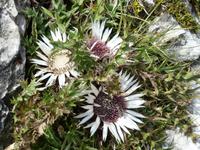 Silberdistel &ndash; &copy; Betina Marinow (Eberhardt TRAVEL)