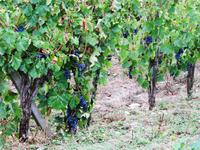 Greve - Der Chiantiwein &ndash; &copy; Petra Sauer (Eberhardt TRAVEL)