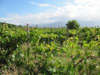 Chiantiwein &ndash; &copy; Petra Sauer (Eberhardt TRAVEL)