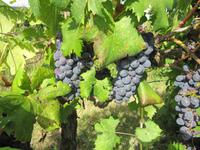 Chiantiwein &ndash; &copy; Petra Sauer (Eberhardt TRAVEL)