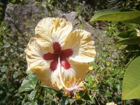 Roseneibischblüte &ndash; &copy; Gabriele Schwarze (Eberhardt TRAVEL)
