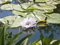 Seerose &ndash; &copy; Gabriele Schwarze (Eberhardt TRAVEL)