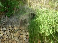 Inselrundfahrt auf Lipari (Kapernpflanze) &ndash; &copy; Katrin Deutschbein (Eberhardt TRAVEL)