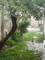 ein Olivenbaum in einem bewachsenem Hinterhof in Erice.. mit Kätzchen &ndash; &copy; Anne-Maria Friedrich (Eberhardt TRAVEL)