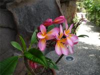 Garten La Mortella Hawai Blüte &ndash; &copy; Betina Marinow (Eberhardt TRAVEL)