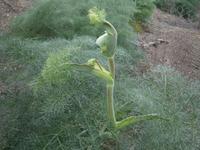 Wilder Fenchel &ndash; &copy; Gabriele Schwarze (Eberhardt TRAVEL)