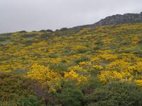 Blühende Macchia - Ginster &ndash; &copy; Gabriele Schwarze (Eberhardt TRAVEL)