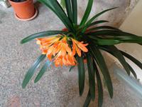Clivia &ndash; &copy; Gabriele Schwarze (Eberhardt TRAVEL)