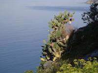 Kaktusfeige &ndash; &copy; Gabriele Schwarze (Eberhardt TRAVEL)