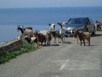 Achtung Ziegen im Gegenverkehr &ndash; &copy; Gabriele Schwarze (Eberhardt TRAVEL)