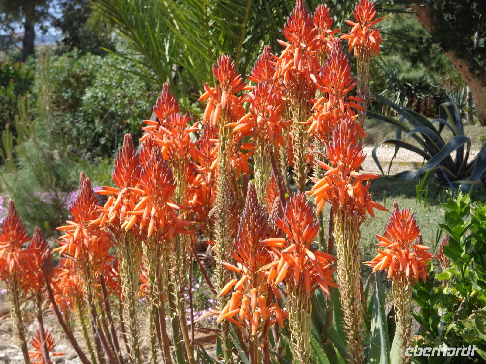 Aloe &ndash; &copy; Gabriele Schwarze (Eberhardt TRAVEL)