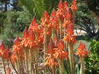 Aloe &ndash; &copy; Gabriele Schwarze (Eberhardt TRAVEL)