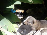 Hundebabys &ndash; &copy; Gabriele Schwarze (Eberhardt TRAVEL)
