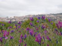 Blick nach Agrigent &ndash; &copy; Gabriele Schwarze (Eberhardt TRAVEL)