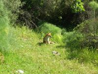 Fuchs &ndash; &copy; Martin Brützke (Eberhardt TRAVEL)