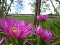 Mittagsblume &ndash; &copy; Ria Heilmann (Eberhardt TRAVEL)