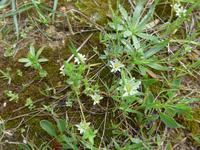 Edelweiss &ndash; &copy; Ria Heilmann (Eberhardt TRAVEL)