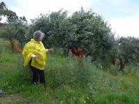 Olivenhain &ndash; &copy; Ria Heilmann (Eberhardt TRAVEL)