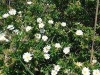 weisse Zistrose &ndash; &copy; Ria Heilmann (Eberhardt TRAVEL)