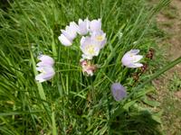 Rosenlauch &ndash; &copy; Betina Marinow (Eberhardt TRAVEL)