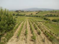 Weingut 