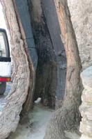 Olivenbaum (lebt noch!) &ndash; &copy; Detlef May (Eberhardt TRAVEL)