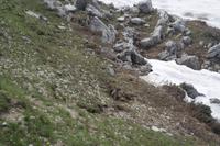 dem Murmel wird's zu warm &ndash; &copy; Detlef May (Eberhardt TRAVEL)