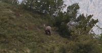 oder Steinbock ? &ndash; &copy; Detlef May (Eberhardt TRAVEL)
