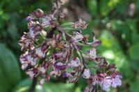 Orchidee im Gebirge &ndash; &copy; Detlef May (Eberhardt TRAVEL)