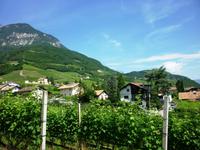 13.06.2014 Blick auf Tramin &ndash; &copy; Jutta Petzold-Herrmann (Eberhardt TRAVEL)