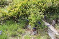 Blauer Alpenenzian &ndash; &copy; Martin Jentzsch (Eberhardt TRAVEL)
