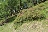 Alpenrose &ndash; &copy; Martin Jentzsch (Eberhardt TRAVEL)
