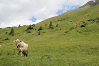 Almwiesen &ndash; &copy; Martin Jentzsch (Eberhardt TRAVEL)