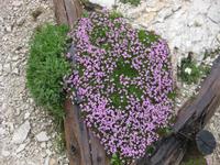 ... am Wegesrand &ndash; &copy; Annette Zocher (Eberhardt TRAVEL)