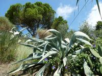 Bonassola &ndash; &copy; Betina Marinow (Eberhardt TRAVEL)