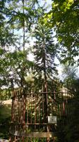 Garten und Schloss Trauttmansdorff - seltene Wollemia nobilis. 