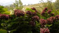 Garten und Schloss Trauttmansdorff &ndash; &copy; Petra Sauer (Eberhardt TRAVEL)