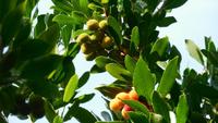 Erdbeerbaum &ndash; &copy; Petra Sauer (Eberhardt TRAVEL)