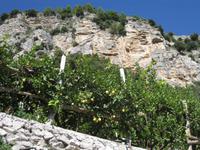 Zitronenplantage &ndash; &copy; Annette Zocher (Eberhardt TRAVEL)
