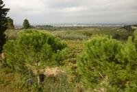 09.10.2014 Weingut bei Empoli &ndash; &copy; Jutta Petzold-Herrmann (Eberhardt TRAVEL)
