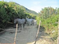 Pferde auf dem Weg &ndash; &copy; Petra Scherbaum (Eberhardt TRAVEL)