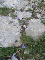 Herbstkrokus &ndash; &copy; Petra Scherbaum (Eberhardt TRAVEL)