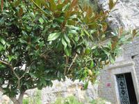 Caselle in Pittari, Magnolienbaum &ndash; &copy; Petra Scherbaum (Eberhardt TRAVEL)