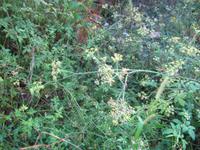 Fenchel &ndash; &copy; Petra Scherbaum (Eberhardt TRAVEL)