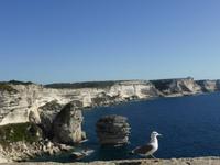 Bonifacio 