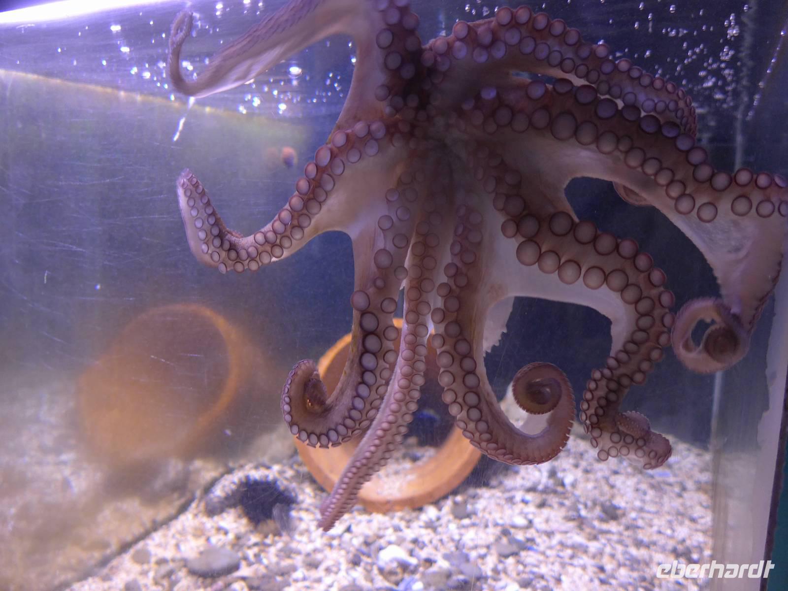 Cilento, Pioppi, Mittelmeermuseum, Octopus &ndash; &copy; Ria Heilmann (Eberhardt TRAVEL)