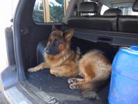 Cilento, Schäferhund des Olivenbauern &ndash; &copy; Ria Heilmann (Eberhardt TRAVEL)