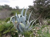 Aloe am Lilienkap &ndash; &copy; Jürgen Schmeißer (Eberhardt TRAVEL)